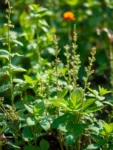 Guía práctica: Cómo evitar malas hierbas en tu jardín de manera efectiva