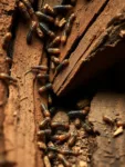 ¿A qué velocidad puede una colonia de termitas destruir una viga de madera? – Entendiendo el Poder de la Destrucción de las Termitas