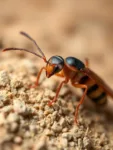 ¿Cómo puedo diferenciar una termita alada de una hormiga voladora? - Guía de Identificación 3 ¿Cómo puedo diferenciar una termita alada de una hormiga voladora? – Guía de Identificación