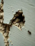 ¿Se puede oír a las termitas comer o hacer ruido dentro de las paredes? Detectarlas a tiempo